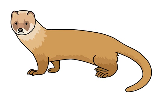 イタチの生態と住宅への侵入被害のまとめ 熊本 佐賀のシロアリ駆除